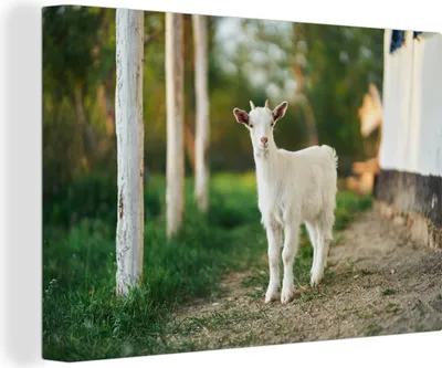 Produktbild von OneMillionCanvasses® - Leinwandbilder - 140x90 cm, Jung - Ziege - Gras, Wandbilder Kunstdruck Wanddekoration