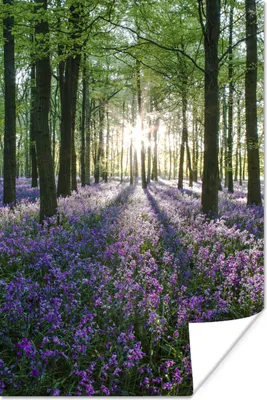 Produktbild von MuchoWow® Poster Alle Bäume mit violetten Sternhyazinthen dazwischen 120x180 cm - Kunstposter