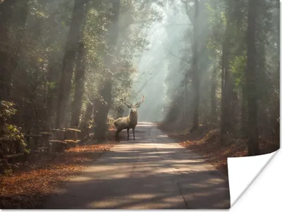 Produktbild von MuchoWow® Poster Hirsche - Wald - Sonnenstrahlen 120x90 cm - Wandbild