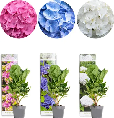 Produktbild von 3er-Mix - Hydrangea Macrophylla - Rosa, Blau, Weiß - Hortensie - Bauernhortensie - Gartenpflanzen - Winterhart - 20-30 cm Hoch - Topf 10,5 cm