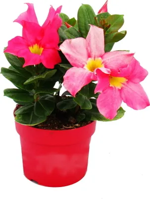 Immagine prodotto di Dipladenia - Gelsomino del Cile - vaso da 10 cm - set di 3 piante - rosa