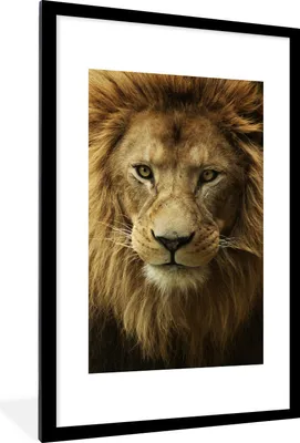 Produktbild von MuchoWow® MuchoWow® Gerahmtes Poster Afrikanischer Löwe Porträt 60x90 cm - Poster mit zchwarzem Bilderrahmen - Dekoration - Wandposter Wohnzimmer - Hochwertig