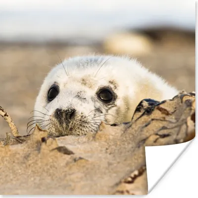 Produktbild von MuchoWow® Poster Robbe hinter Sandhügeln versteckt 50x50 cm - Wohnzimmerdekoration