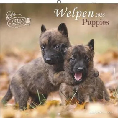 Produktbild von Welpen 2026 - Broschürenkalender 30x30 cm (30x60 geöffnet) -