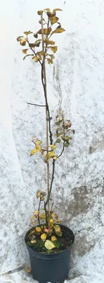 Image de Malus domestica 'MM106' (Marcotte) / Pommier