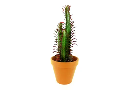 Obrázok produktu pre Gardners Euphorbia Trigona rubra, priemer 12 cm