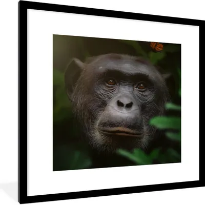 Produktbild von MuchoWow® MuchoWow® Gerahmtes Poster Tiere - Affe - Dschungel 40x40 cm - Poster mit zchwarzem Bilderrahmen - Poster - Plakat im Rahmen