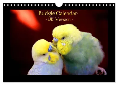 Produktbild von Budgie Calendar - UK Version (Wall Calendar 2027 DIN A4 landscape), CALVENDO 12 Month Wall Calendar