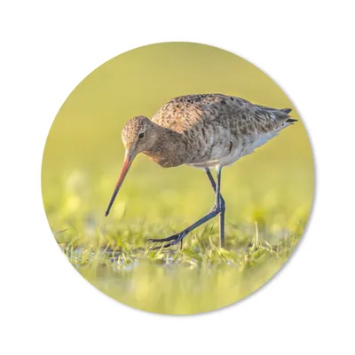 Produktbild von MuchoWow® Mauspad Mousepad Vögel - Gras - Landschaft - Uferschnepfe 50x50 cm - Mousepads - Maus Mat - Pad - Mausunterlage - Vinyl