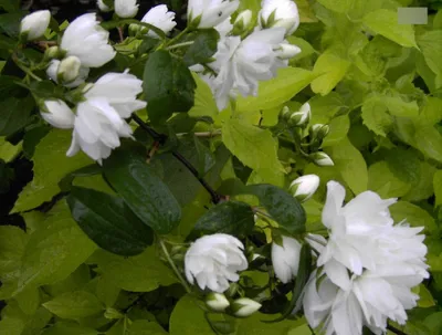 Produktbild von Philadelphus virginalis Schneesturm - Falscher Jasmin - Bauernjasmin - Gartenjasmin - Pfeifenstrauch - duftend