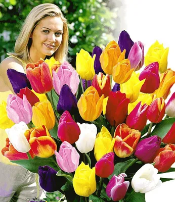 Produktbild von BALDUR Garten 30er Schnitt-Tulpen-Mischung, Zwiebeln mit Umfang 10-11 cm, brillante Farben bunt gemischt, für Topf & Kübel, dekorative Schnittblumen, winterhart, mehrjährig & pflegeleicht, Tulipa