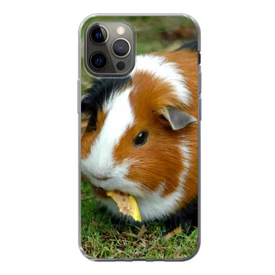 Produktbild von MuchoWow® Handyhülle Schutzhülle Hülle für iPhone 12 Pro Meerschweinchen draußen Silikon Softcase Handy Hülle - Abdeckung