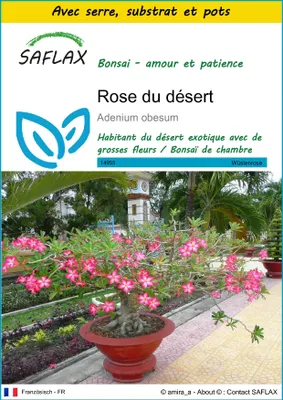 Image de SAFLAX Ensemble de culture - Rose du désert - 8 graines - Adenium