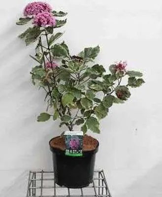 Produktbild von Clerodendrum bungei 'Pink Diamond'® - Buntlaubiger Losbaum Pink Diamond 60- 80 cm Container