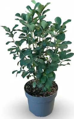 Produktbild von Amelanchier alnifolia 'Obelisk', Felsenbirne, aufrecht, 40–60 cm