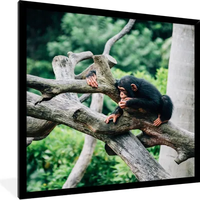 Produktbild von MuchoWow® Gerahmtes Poster Junger Schimpanse im Dschungel 40x40 cm - Poster mit Schwarzem Bilderrahmen Wandposter Rahmen Foto Bilder - Mit Rahmen - Wanddekoration Schlafzimmer