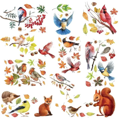 Image de Décorations pour fenêtres, thème automne, 150 pièces, autocollantes, réutilisables, motifs : oiseaux, fleurs, papillons