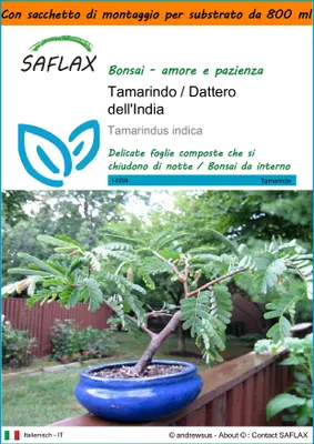 Immagine prodotto di SAFLAX Garden in the bag - Tamarindo / Dattero dell'India - 4 semi - Tamarindus