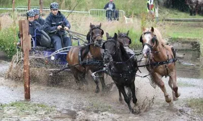 Produktbild von Zilco SL Vierspänner Set kleines Pony