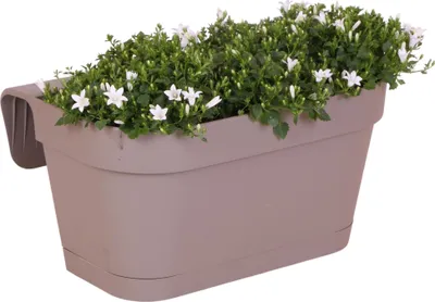 Produktbild von Campanula Addenda Ambella weiß 3er Set mit Balkonpflanzer taupe 36cm – Glockenblume weiß 12cm – inkl Aufhängesystem & Wasserreservoir – Balkonkasten für Geländer bis 6cm