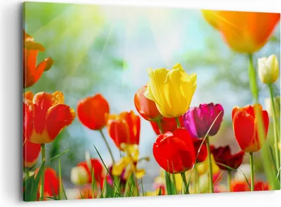 Produktbild von Bild auf Leinwand - Leinwandbild - Tulpe Blume Plantage Wiese - 100x70cm - Wand Bild - Wanddeko - Leinwanddruck - Bilder - Kunstdruck - Wanddekoration - Leinwand bilder - Wandkunst - AA100x70-2566