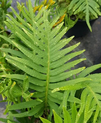 Image de Polypodium vulgare / Polypode commun