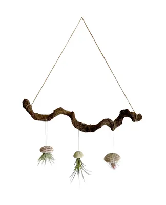 Produktbild von Liane braun 60cm mit Seeigelgehäuse und Tillandsien