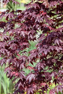 Produktbild von Acer palmatum 'Shojo nomura', Japanischer Ahorn, rot, 80–100 cm