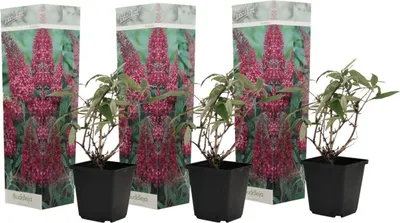 Zdjęcie produktu dla Budleja Davida - 3 szt - Buddleja davidii 'Pink Delight' - W25-40cm - ⌀9cm