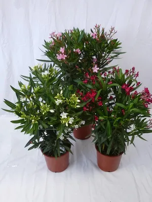 Produktbild von [Palmenlager] - 3er SET Oleander 80/90 cm - Pot 22 cm Ø  -Busch - mögl. Farben: PINK+ROT - Nerium oleander - mediterrane Pflanze