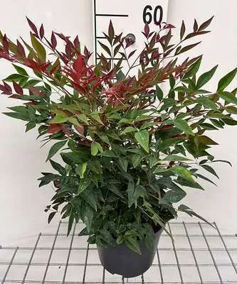 Zdjęcie produktu dla Nandina dom. 'Obsessed'® - Podniebny bambus 25-30 cm - Pojemnik