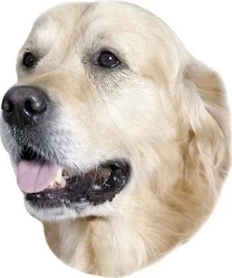 Immagine prodotto di Adesivo Nobby Golden Retriever
