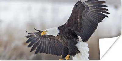 Produktbild von MuchoWow® Poster Amerikanischer Weißkopfseeadler - Adler - Vogel 120x60 cm - Bild