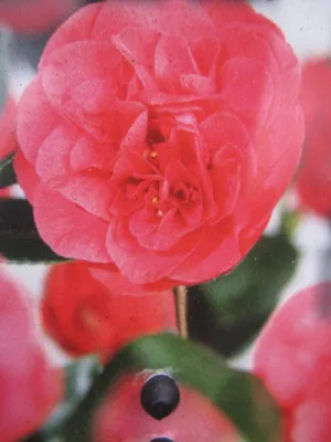 Produktbild von Japanische Kamelie Curly Lady - Camellia japonica - immergrün 40-60