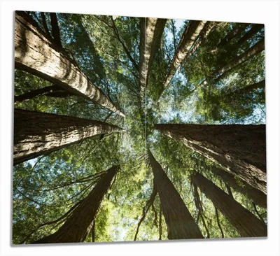 Produktbild von Wallario Herdabdeckplatte aus Glas, Größe 60 x 52 cm 2-teilig, Motiv Mamutbäume von unten betrachtet