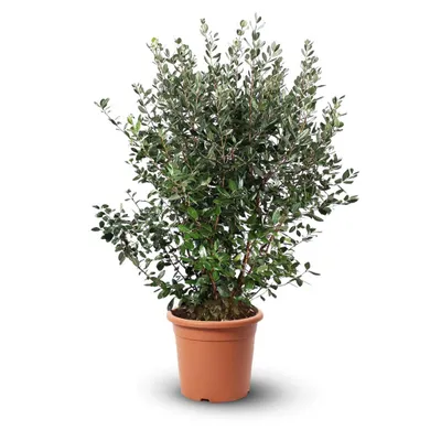 Image de Feijoa sellowiana - arbuste persistant - ↕ 110-120 cm - ⌀ 24 cm - plante d'extérieur