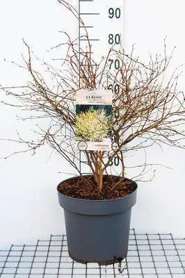 Image de Corylopsis pauciflora - Noisetier bas en conteneur 60- 80 cm