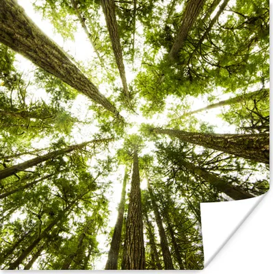 Produktbild von MuchoWow® Poster Hohe grüne Bäume im Dschungel 100x100 cm - Babyzimmer