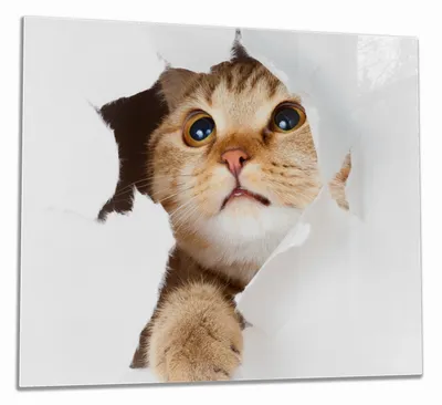 Produktbild von Wallario Herdabdeckplatte aus Glas, Größe 60 x 52 cm 1-teilig, Motiv Katze mit Blick nach oben