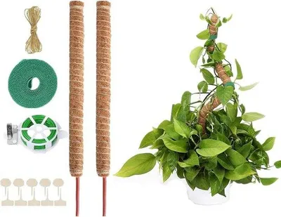 Produktbild von Famanu Pflanzenstütze 120 cm - Set von 2 - Biegsame Stäbe für Monstera und Kletterpflanzen