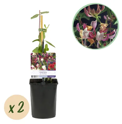 Produktbild von GreenboutiQ – Kletterpflanze Lonicera periclymenum 'Serotina' (Geißblatt) – Blüten Rosa-Weiß – Pflegeleicht – 2 Pflanzen im Topf Ø11 cm – Höhe ca. 40 cm