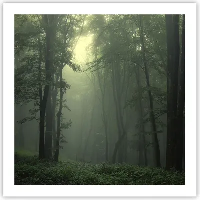 Produktbild von Poster - Poster ohne Rahmen - Wald Nebel Baum - 60x60 cm - Wand Bild - Wanddeko - Wandbilder - Kunstposter - Wandposter - Bilder - Kunstdruck - Wanddekoration - Wandbild - P2XAC60x60-3543