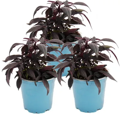 Produktbild von Sladké brambory - záhonová a balkonová rostlina - Ipomoea batatas - 12 cm - sada 3 rostlin - fialová