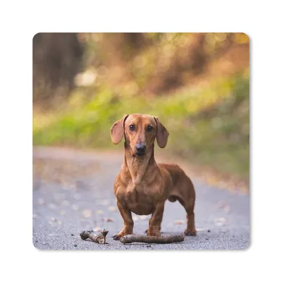Produktbild von MuchoWow® Mauspad Mousepad Schöner Dackel im Wald 20x20 cm - Mousepads - Maus Mat - Pad - Mausunterlage - Desk Mat - Bureauartikeln