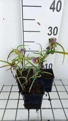 Obrázek produktu pro 6 x Tradescantia (a) 'Rubra' - Tradescantia - květináč 9 x 9 cm
