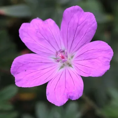 Immagine prodotto di 6 x Geranio 'Compactum' (Geranium sanguineum 'Compactum') | Vaso da 9 cm x 9 cm