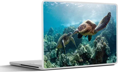 Produktbild von MuchoWow® Laptop Aufkleber Sticker Cover Zwei Meeresschildkröten 25x18 cm - Laptop-Deko