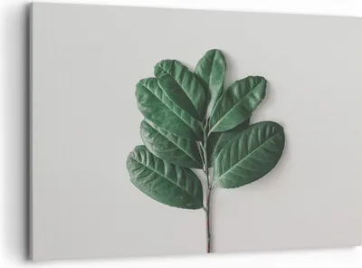Produktbild von Bild auf Leinwand - Leinwandbild - Einteilig - Blätter Pflanzen Botanik - 100x70cm - Wand Bild - Wanddeko - Wandbilder - Leinwanddruck - Bilder - Wanddekoration - Leinwand bilder - AA100x70-4956