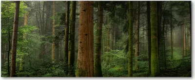 Produktbild von Tulup® Leinwandbild - 125x50 cm - Wandkunst - Drucke auf Leinwand - Leinwanddruck  - Landschaften - Grün - Nebel im Wald