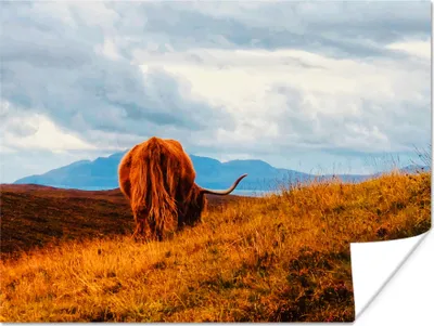 Produktbild von MuchoWow® Poster Schottisches Hochlandrind - Gras - Berg 80x60 cm - Kunst für zu Hause